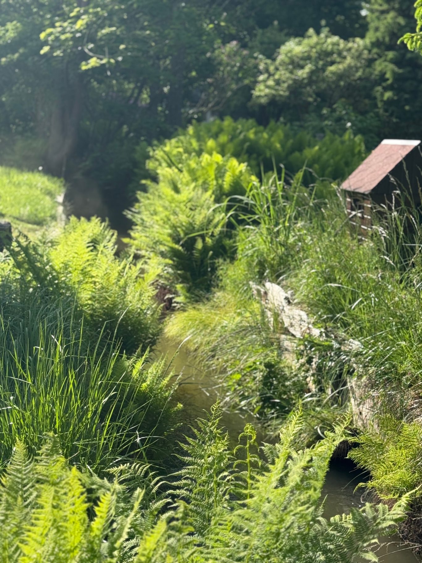 kleines Bächlein hinter dem Haus